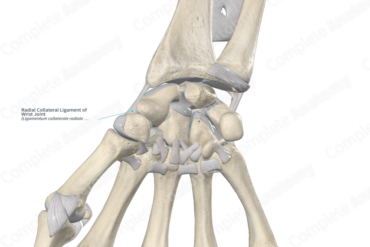Radial Collateral Ligament of Wrist Joint 