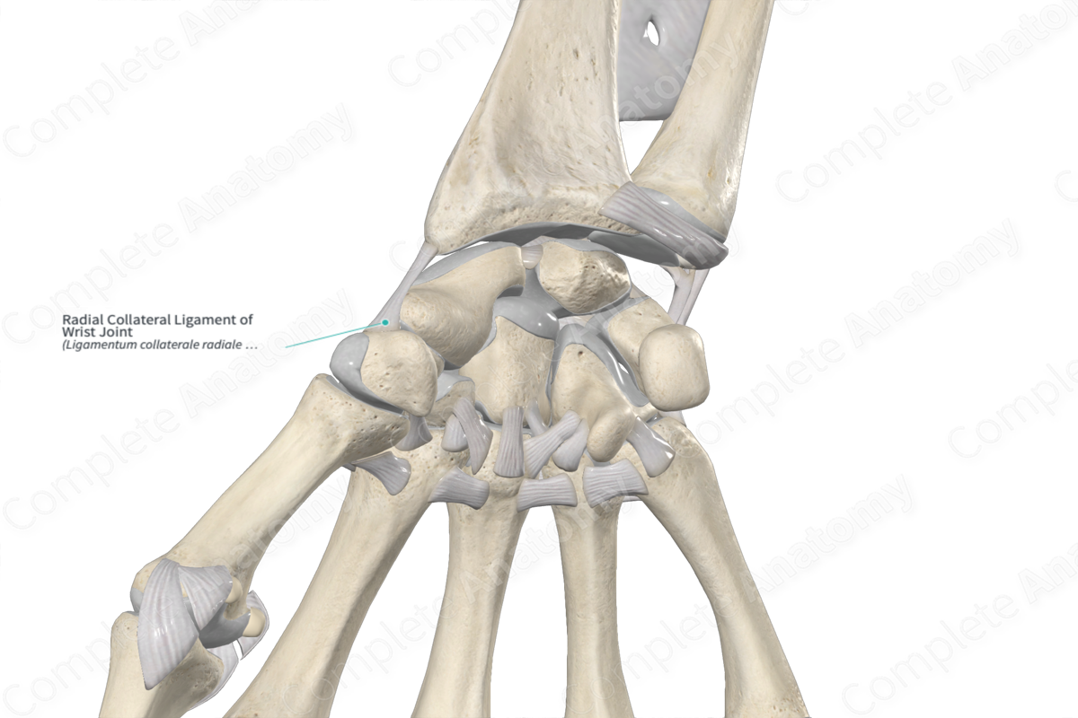 Radial Collateral Ligament of Wrist Joint | Complete Anatomy