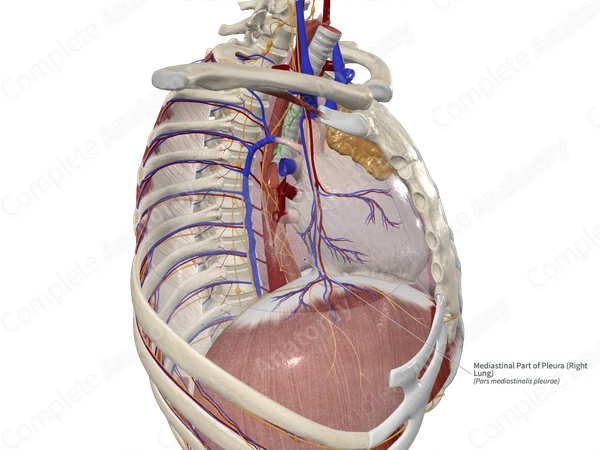 Mediastinal Part of Pleura (Right Lung)