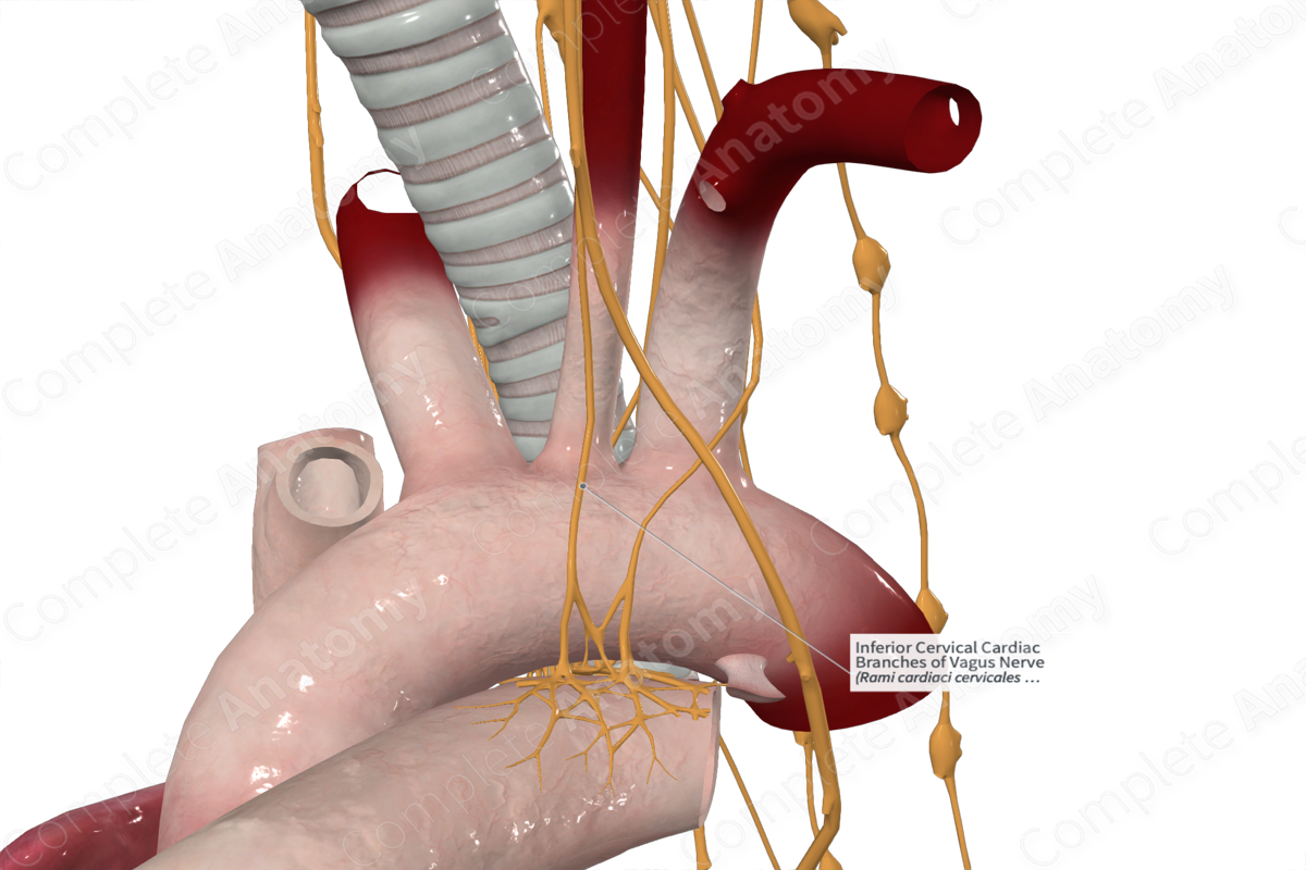 Inferior Cervical Cardiac Branches of Vagus Nerve 