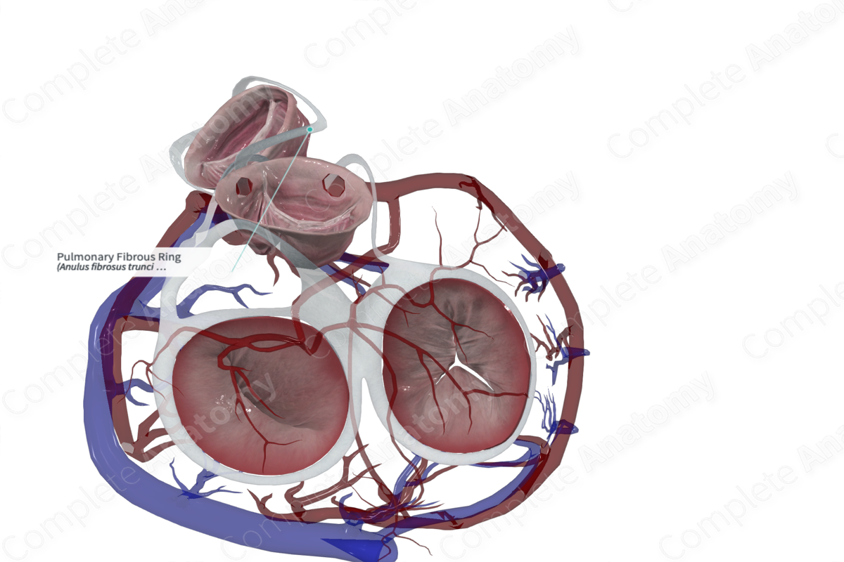 Mitral annulus disjunction view from the holographic display. (A)... |  Download Scientific Diagram