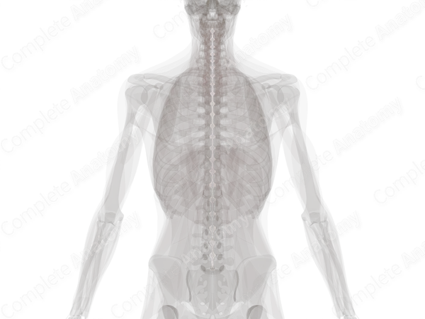 Posterior Longitudinal Ligament