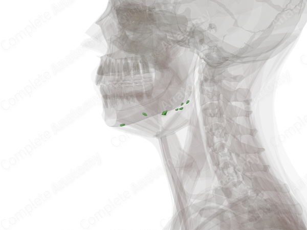 Submandibular Nodes