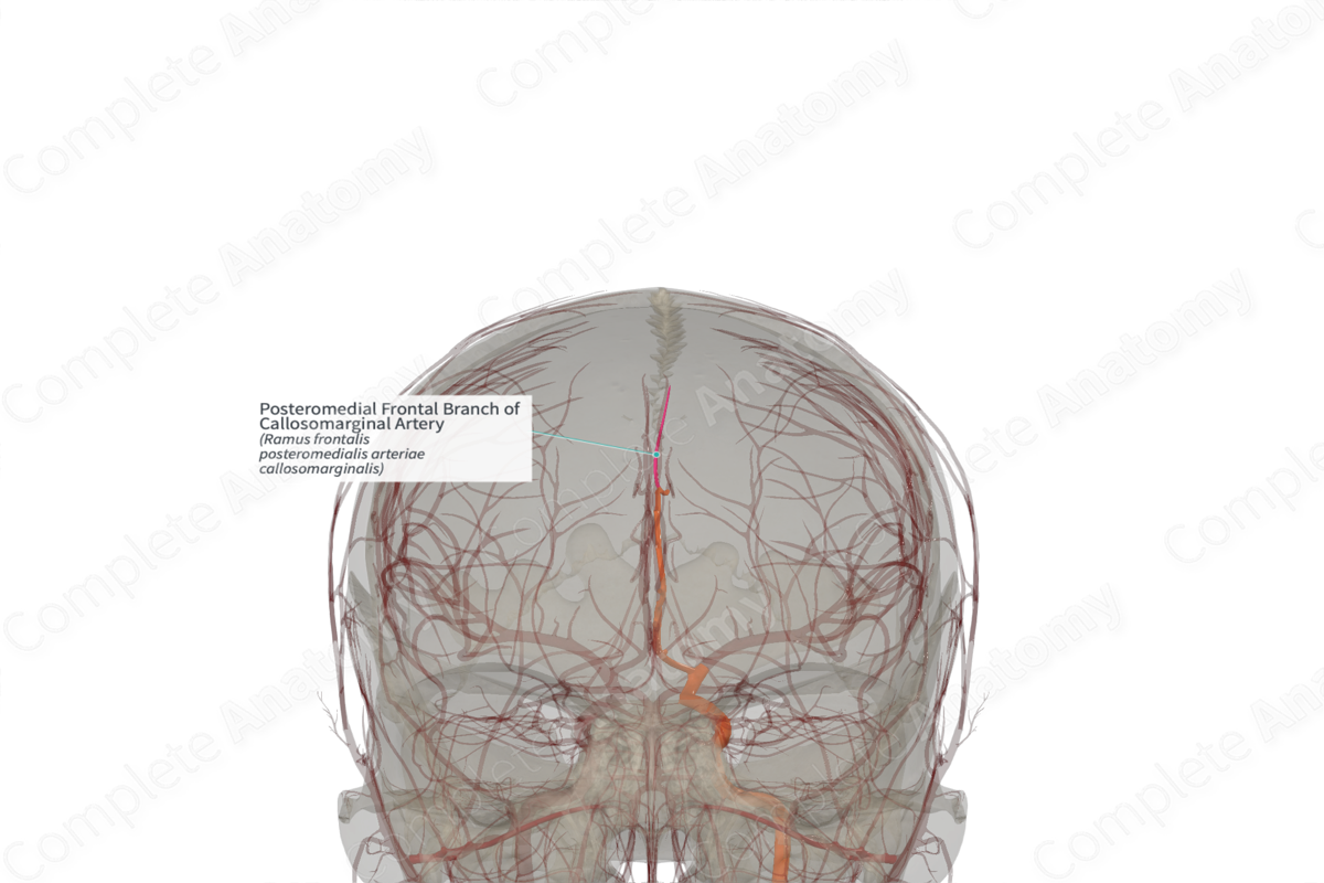 Posteromedial Frontal Branch of Callosomarginal Artery (Left)