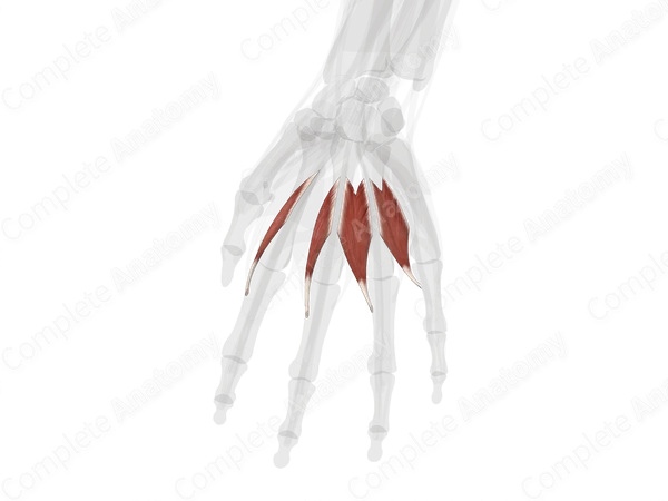 Lumbrical Muscles of Hand (Left)