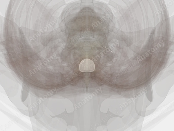 Intervertebral Symphysis (T7-T8)