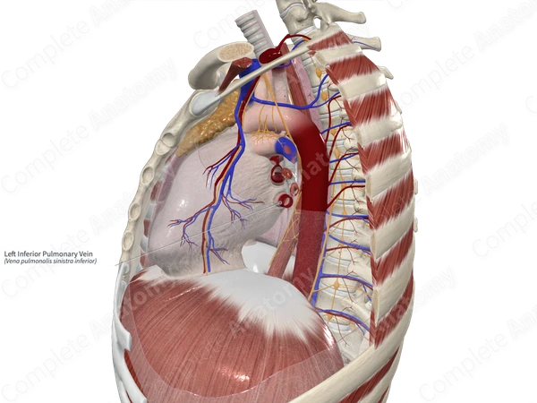 Left Inferior Pulmonary Vein