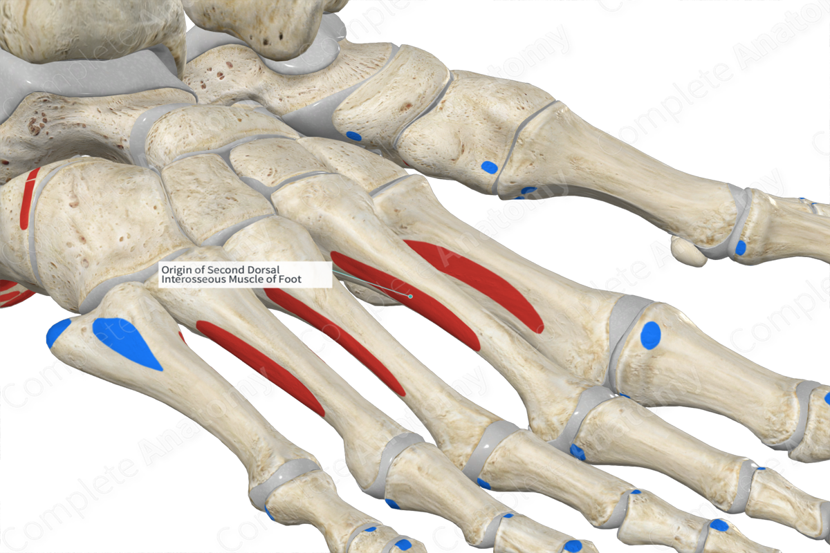Origin of Second Dorsal Interosseous Muscle of Foot