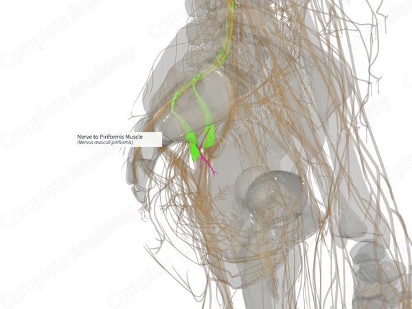 Nerve to Piriformis Muscle (Left)