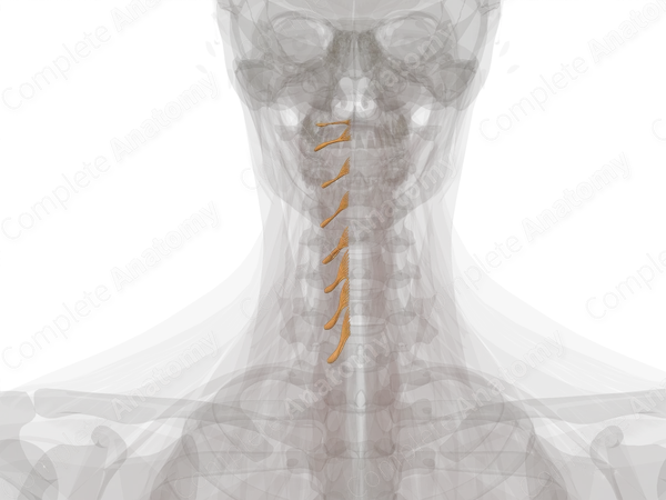 Cervical Spinal Roots & Ganglia (Left)