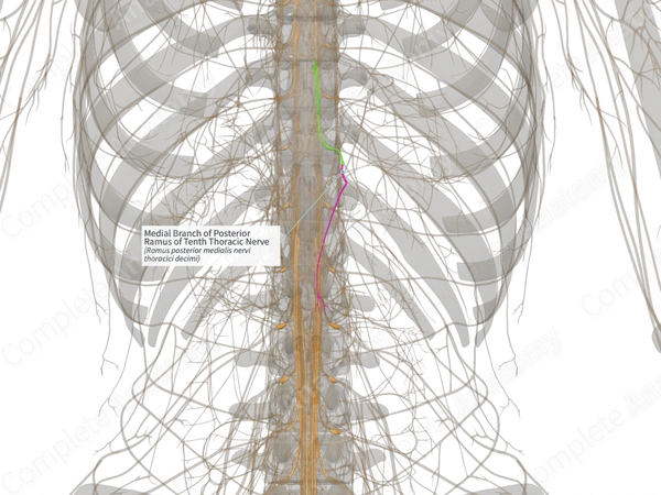 Medial Branch of Posterior Ramus of Tenth Thoracic Nerve (Right)