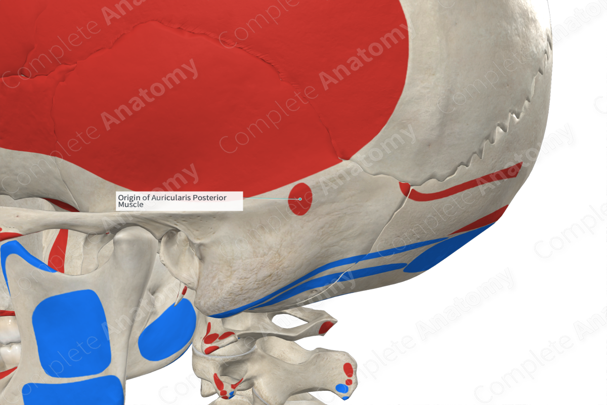 Origin of Auricularis Posterior Muscle | Complete Anatomy