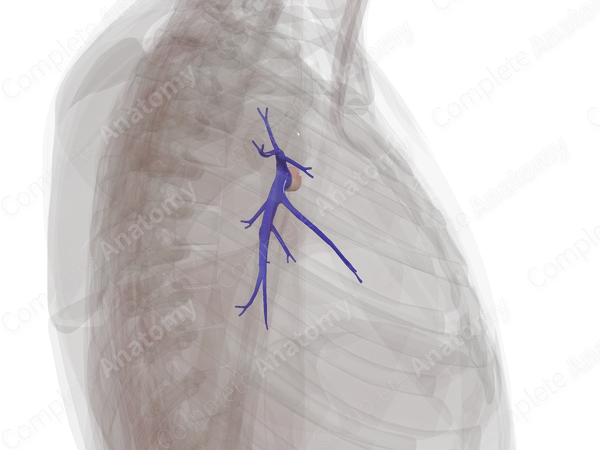 Pulmonary Arteries of Right Lung
