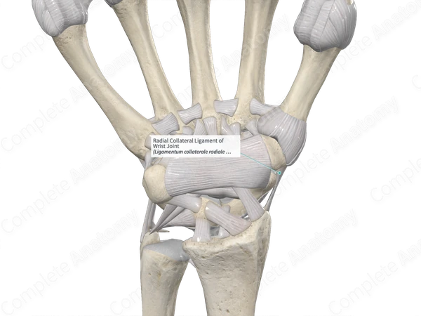 Radial Collateral Ligament of Wrist Joint 