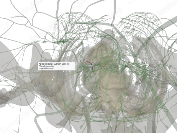 Appendicular Lymph Vessels