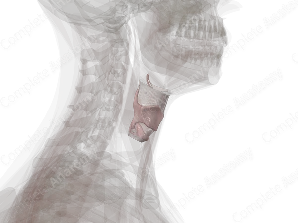 Larynx