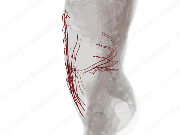Arteries of Abdominal Wall