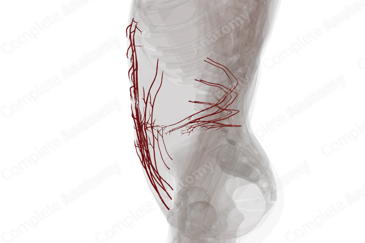 Arteries of Abdominal Wall