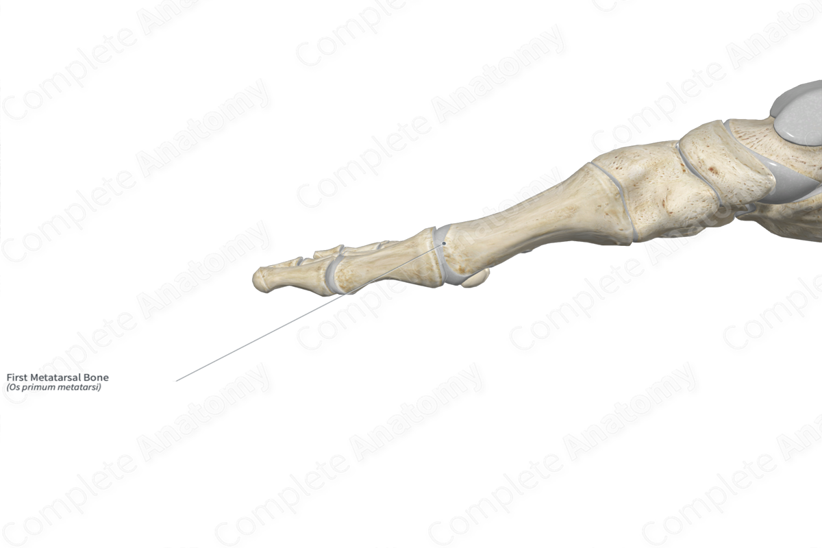 First Metatarsal Bone 