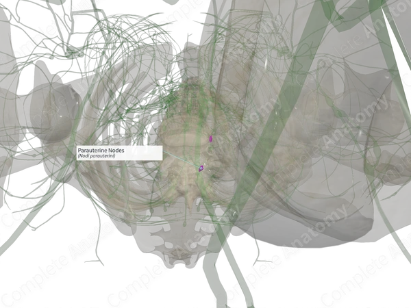 Parauterine Nodes (Left)