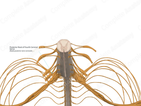 Posterior Root of Fourth Cervical Nerve