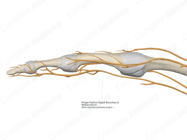 Proper Palmar Digital Branches of Median Nerve 