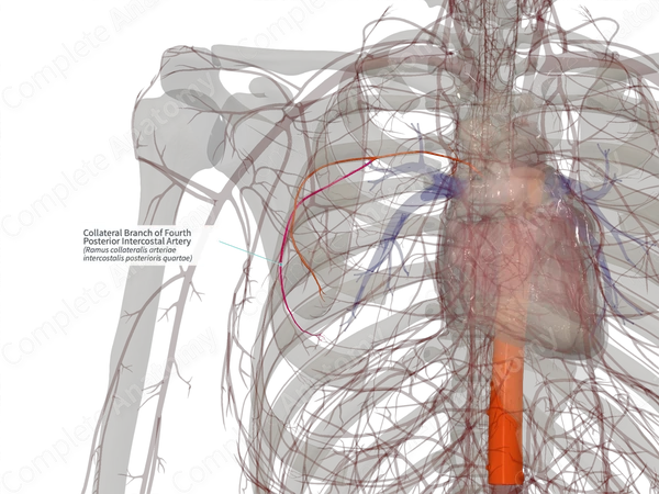 Collateral Branch of Fourth Posterior Intercostal Artery (Right)
