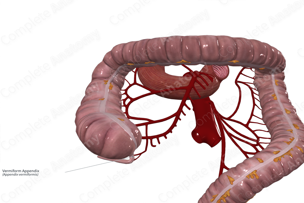 Vermiform Appendix