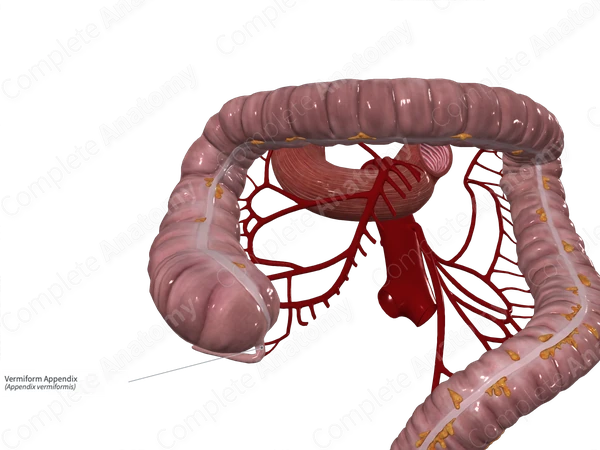 Vermiform Appendix Complete Anatomy Vermiform Appendix Complete Anatomy