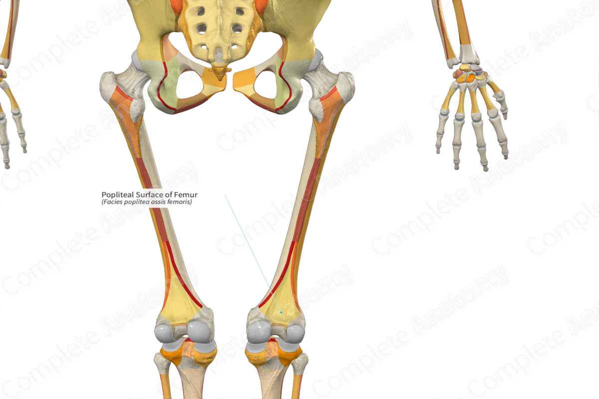 Popliteal Surface of Femur | Complete Anatomy