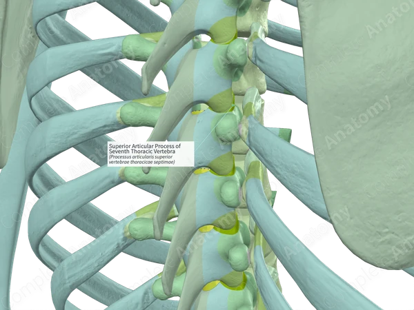 Superior Articular Process of Seventh Thoracic Vertebra (Left)