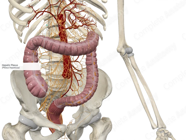 Hepatic Plexus
