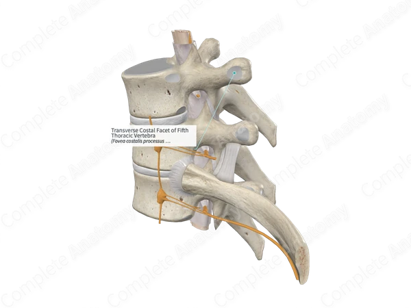 Transverse Costal Facet of Fifth Thoracic Vertebra 