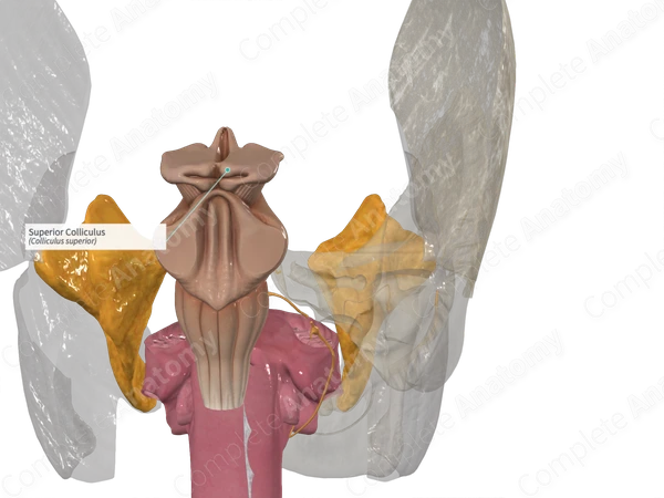Superior Colliculus