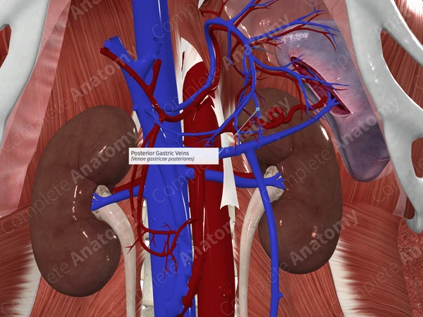 Posterior Gastric Veins