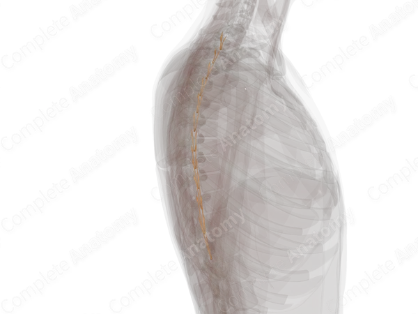 Thoracic Spinal Roots & Ganglia (Left)