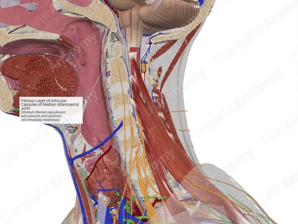 Fibrous Layer of Articular Capsules of Median Atlantoaxial Joint