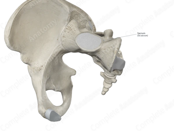 Sacrum
