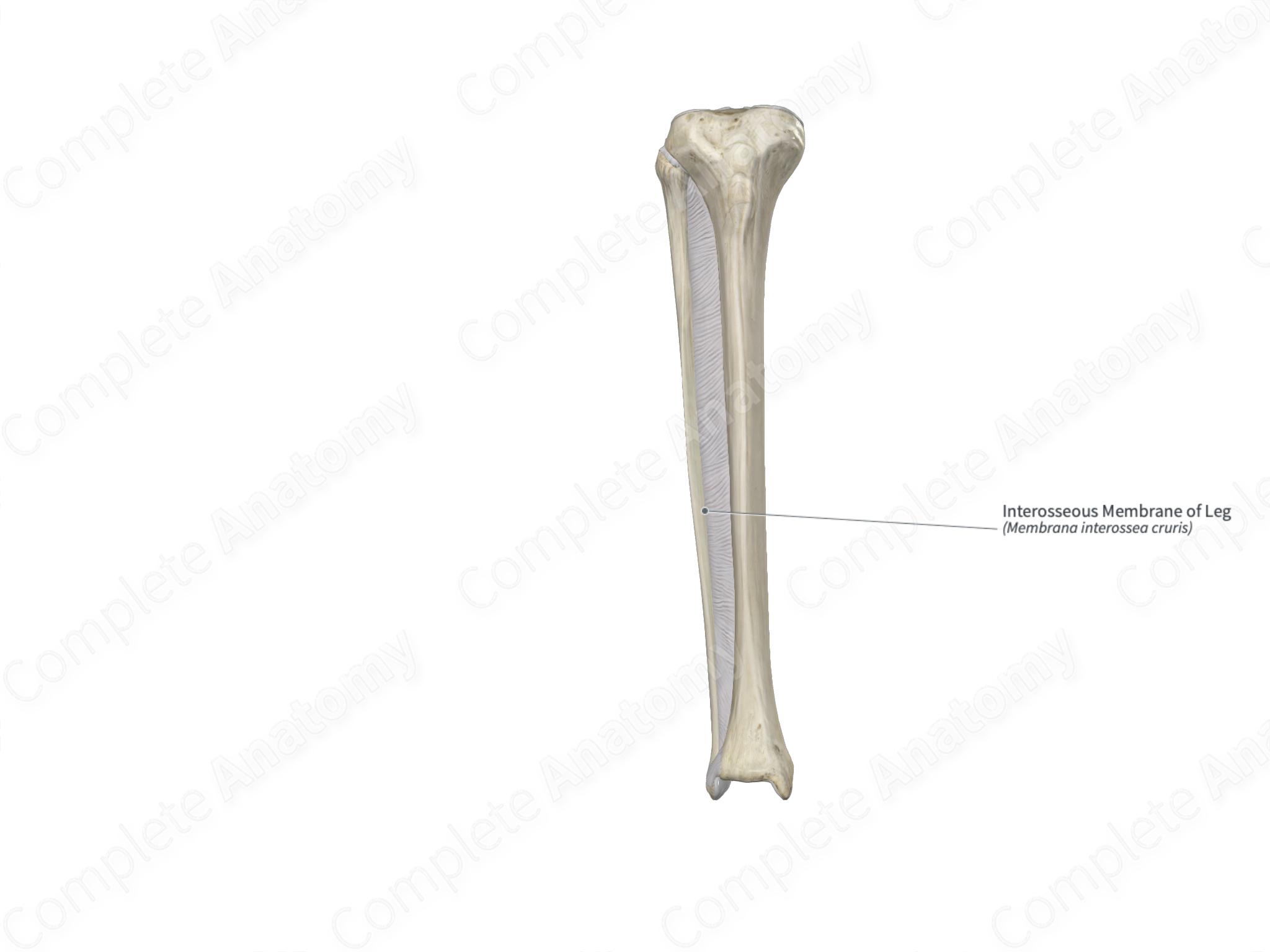 Interosseous Membrane of Leg | Complete Anatomy