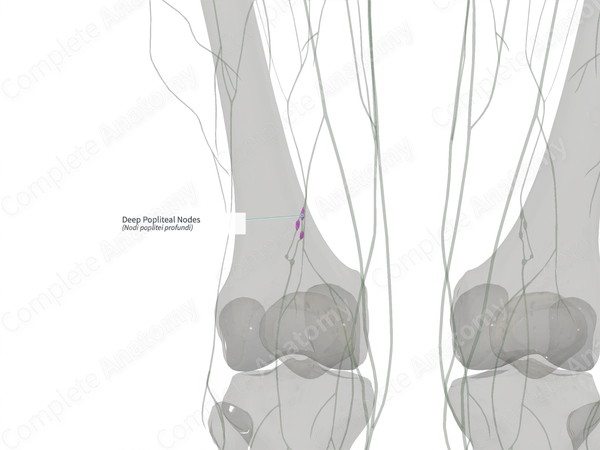 Deep Popliteal Nodes (Left)