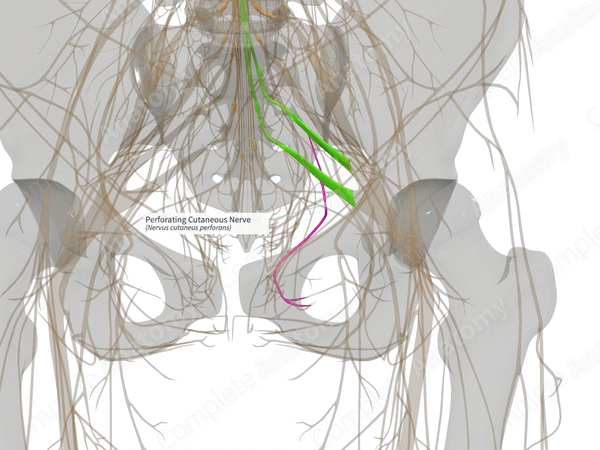 Perforating Cutaneous Nerve (Left)