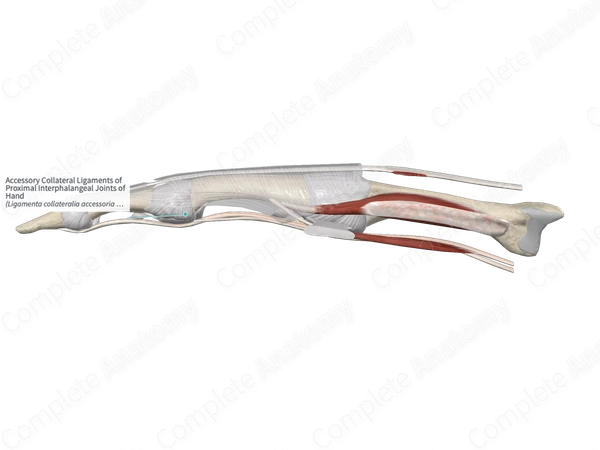 Accessory Collateral Ligaments of Proximal Interphalangeal Joints of Hand 