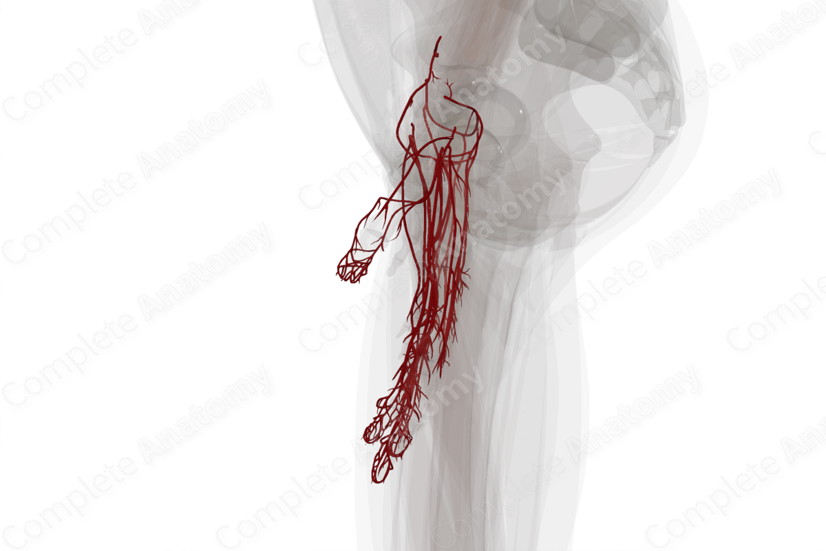 Arteries of Hand (Left)