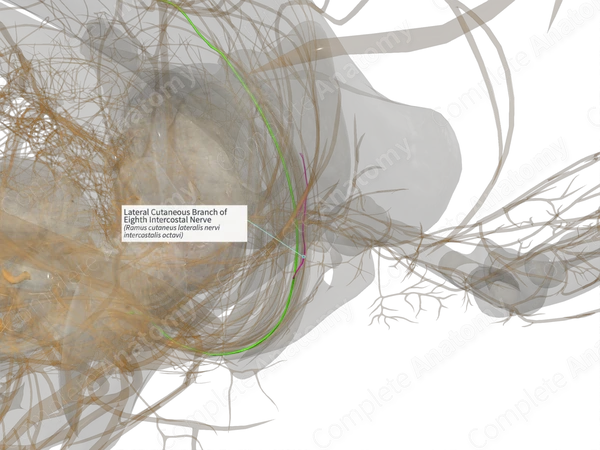 Lateral Cutaneous Branch of Eighth Intercostal Nerve (Left)