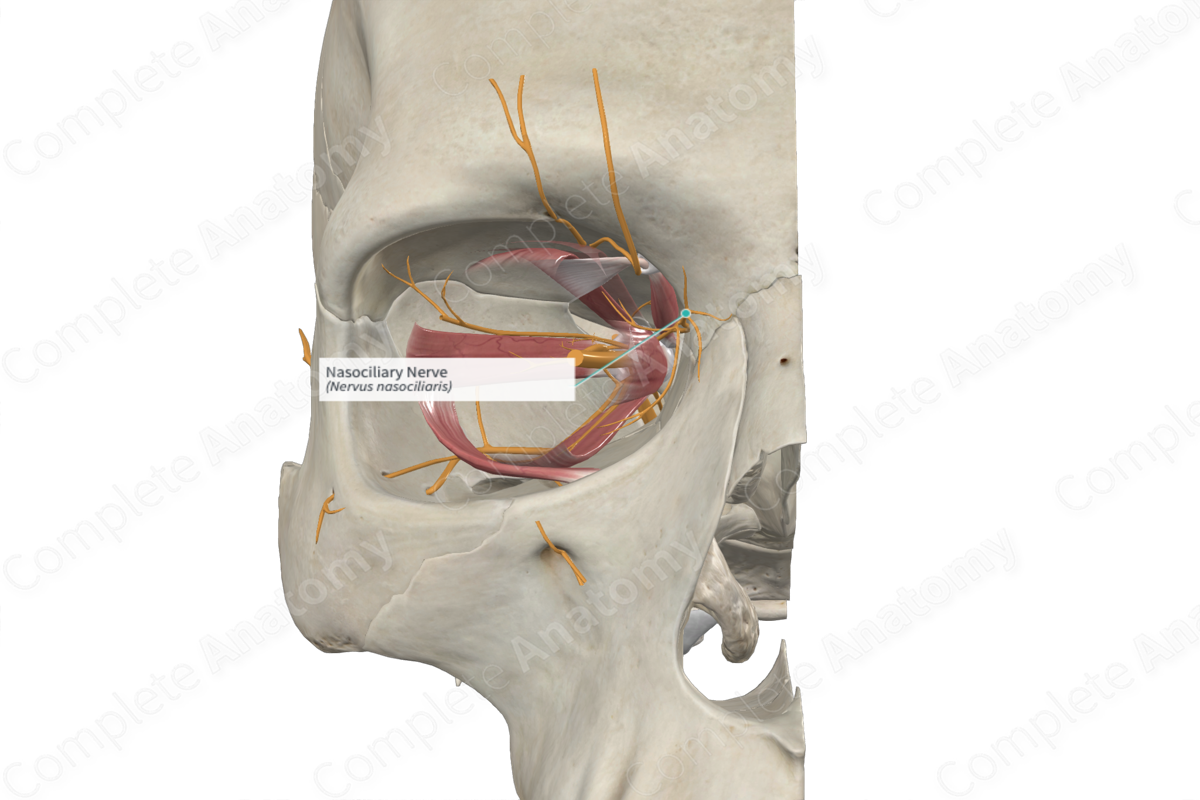 Nasociliary Nerve | Complete Anatomy