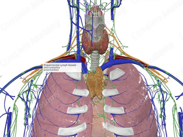 Prepericardial Lymph Vessels