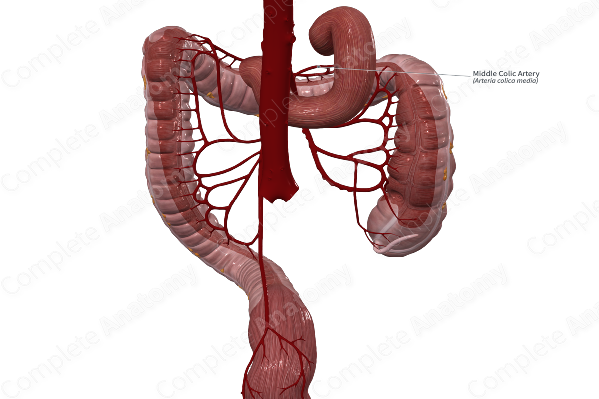 Middle Colic Artery