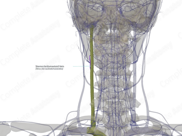 Sternocleidomastoid Vein (Right)