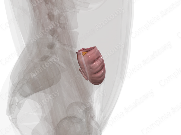 Cecum