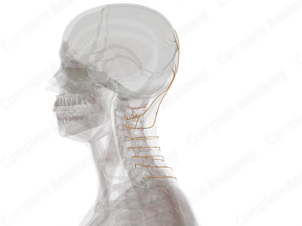 Posterior Rami of Cervical Nerves (Left)